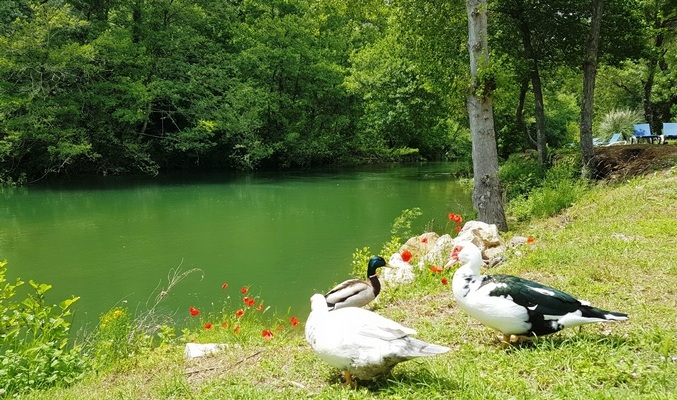 camping bord de rivière